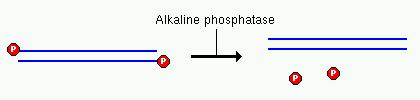Fosfataza alkaliczna Usuwa 5 -fosforan z ssdna, dsdna i RNA, rntp i dntp. Metaloenzym (Zn II) Bakteryjna fosfataza alkaliczna (BAP) najbardziej efektywna, ale jest oporna na ogrzewanie i detergenty.