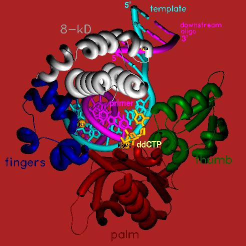 Funkcja in vivo: enzym naprawczy Średnia szybkość polimeryzacji 20 nukleotydów/sec, Struktura krystaliczna Taq DNA polimerazy niska procesywność 20-50 nukleotydów,