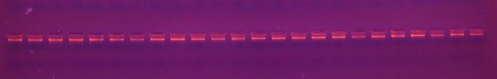 Metody Izolacja DNA (Plant Dneases Mini Kit