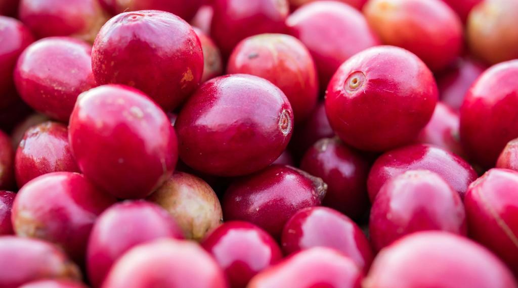 serum serum na dzień -29- olej z pestek śliwki olej z zielonej kawy witamina e olej z orzecha laskowego 100% naturalne oleje ELIKSIR POD OCZY Z OLEJEM Z ZIELONEJ KAWY I ŚLIWKI Eliksir pod oczy działa