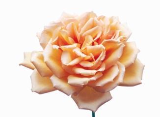 Wszystko, co macie, ofiarujcie Bogu Dyskurs Bhagawana Śri Sathya Sai Baby wygłoszony z okazji Święta Sankranti 14 stycznia 2003 r. w Prasanthi Nilajam Słooce wstaje jasne i spokojne.