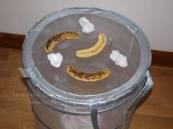 To samo dotyczy pokrajanych bananów, jedynym warunkiem jest codzienna wymiana zarówno kłębków waty jak i bananów. Jest to zabieg konieczny w celu utrzymania pożywienia wolnym od pleśni.