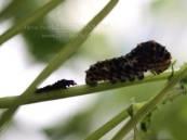W zgodzie z warunkami naturalnymi, bez sztucznych komponentów i pokarmów w skład zestawu wchodzą przystosowane do uprawy doniczkowej sadzonki