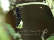 Codzienna obserwacja hodowli prowadzonej zgodnie z warunkami naturalnymi, umożliwia odkrywanie wielu tajemnic związanych z życiem motyli.