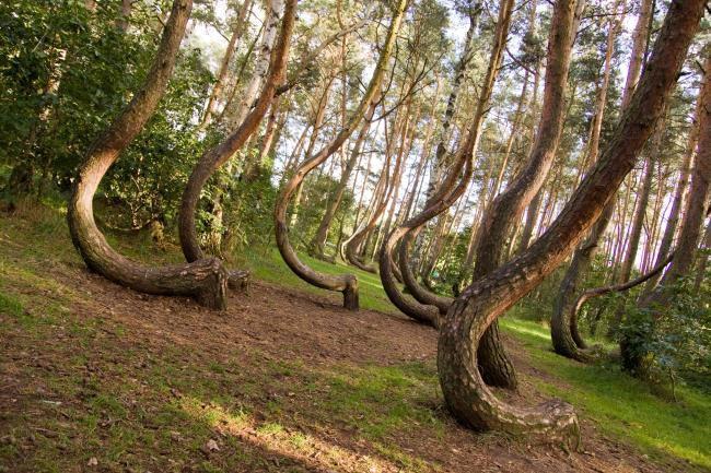 Bartek Zawadzki Ciekawostki przyrodnicze 1. Najstarszymi organizmami świata są sosny z gatunków Pinus aristata i Pinus longavea, które rosną w Górach Skalistych.
