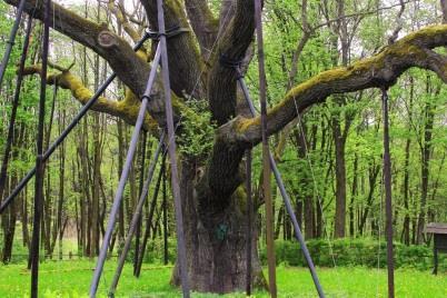 Kret podczas patrolowania swych podziemnych tuneli napotyka bezkręgowce, które stanowią jego pożywienie. Gdy jest najedzony, tylko nadgryza zdobycz, żeby nie uciekła i zostawia ją sobie na później. 4.