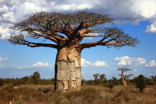 W przeciągu 100 lat dorasta do 100 m. Drzewem o największym obwodzie jest baobab. Może on wynosić nawet 55 m. 7. Jedynymi małpami żyjącymi w Europie są magoty. Można je spotkać tylko na Giblartarze.