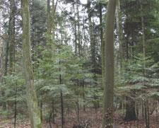 GB 2,1% BRZ 2,8% OS 0,4% LP 0,6% SO 14,2% Ryc. 2. Udział gatunków drzew wg zajmowanej powierzchni Fig. 2. Proportion of tree species according to the occupied area DB 24,7% MD 1,1% JD 54,1% 70 60 Ryc.
