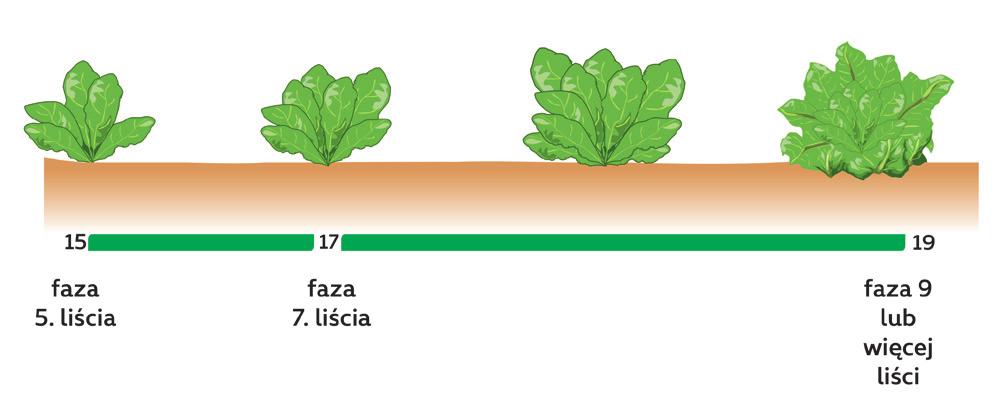w fazie BBCH 15 19 ROZWÓJ LIŚCI BBCH 15 19 Stymulatory i aktywatory zalecane w fazie BBCH 15 19 w okresie BBCH 15 19 niewystarczająca dostępność składników pokarmowych czerń krzyżowych