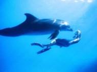 Pływanie z delfinami To jedna z największych atrakcji Hawaii.