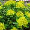 Dane aktualne na dzień: 22-05-2019 03:05 Link do produktu: http://www.goldplants.eu/bylina-wilczomlecz-zlocisty-euphorbia-epithymoides-b380-p-2223.