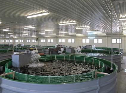 ton Liczba produkowanych gatunków ryb konsumpcyjnych 22 Udział w ogólnej produkcji ok.