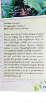Wygląd, występowanie, właściwości lecznicze i optymalny okres