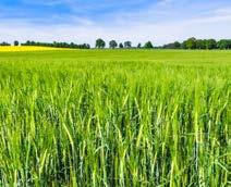 HERBICYD do stosowania w pszenicy ozimej i jarej, pszenżycie ozimym, życie i jęczmieniu jarym Fundamentem wysokich plonów zbóż jest wczesna, skuteczna redukcja chwastów.