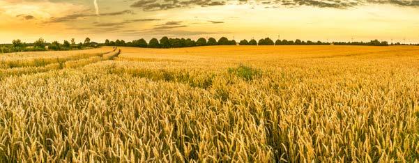 Skuteczność Fundamentum 700 WG 25 g/ha + Asystent+ 0,1 l/ha Chwast Skuteczność [%] Chwast Skuteczność [%] bodziszek