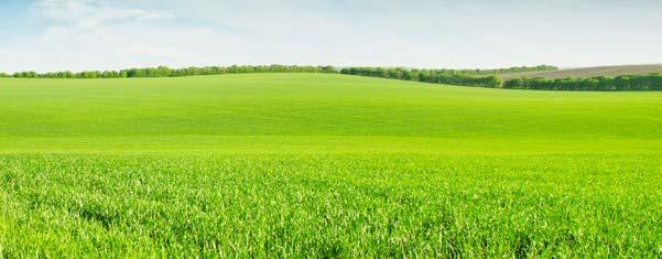 Porównanie skuteczności Fundamentum 700 WG do standardów rynkowych na wybrane chwasty [% skuteczności wyrażony w redukcji biomasy chwastów zgodnie ze standardem EPPO] 95 Fundamentum 700 WG 25 g/ha +