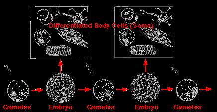 Linia płciowa i soma U człowieka embrion płci żeńskiej oddziela komórki