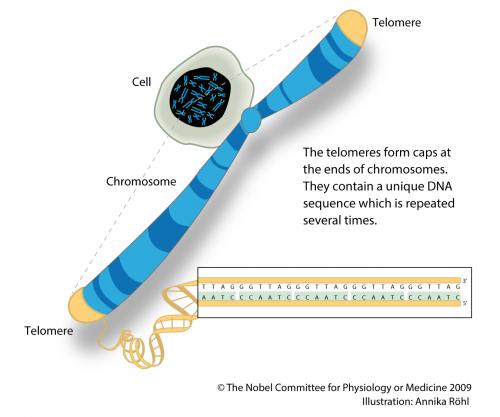 Telomery - molekularna podstawa granicy Hayflicka Podczas replikacji końce chromosomów ulegają skracaniu Są zabezpieczone wieloma kopiami powtórzonej sekwencji TTAGGG - telomerami Telomery