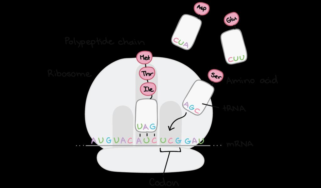 Translacja Translacja zachodzi w rybosomach kompleks kilkudziesięciu białek i RNA (rrna) trna