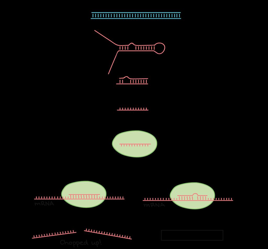 Małe RNA regulatorowe Mechanizm regulacji genów u roślin i zwierząt odkryty na początku XXI w.