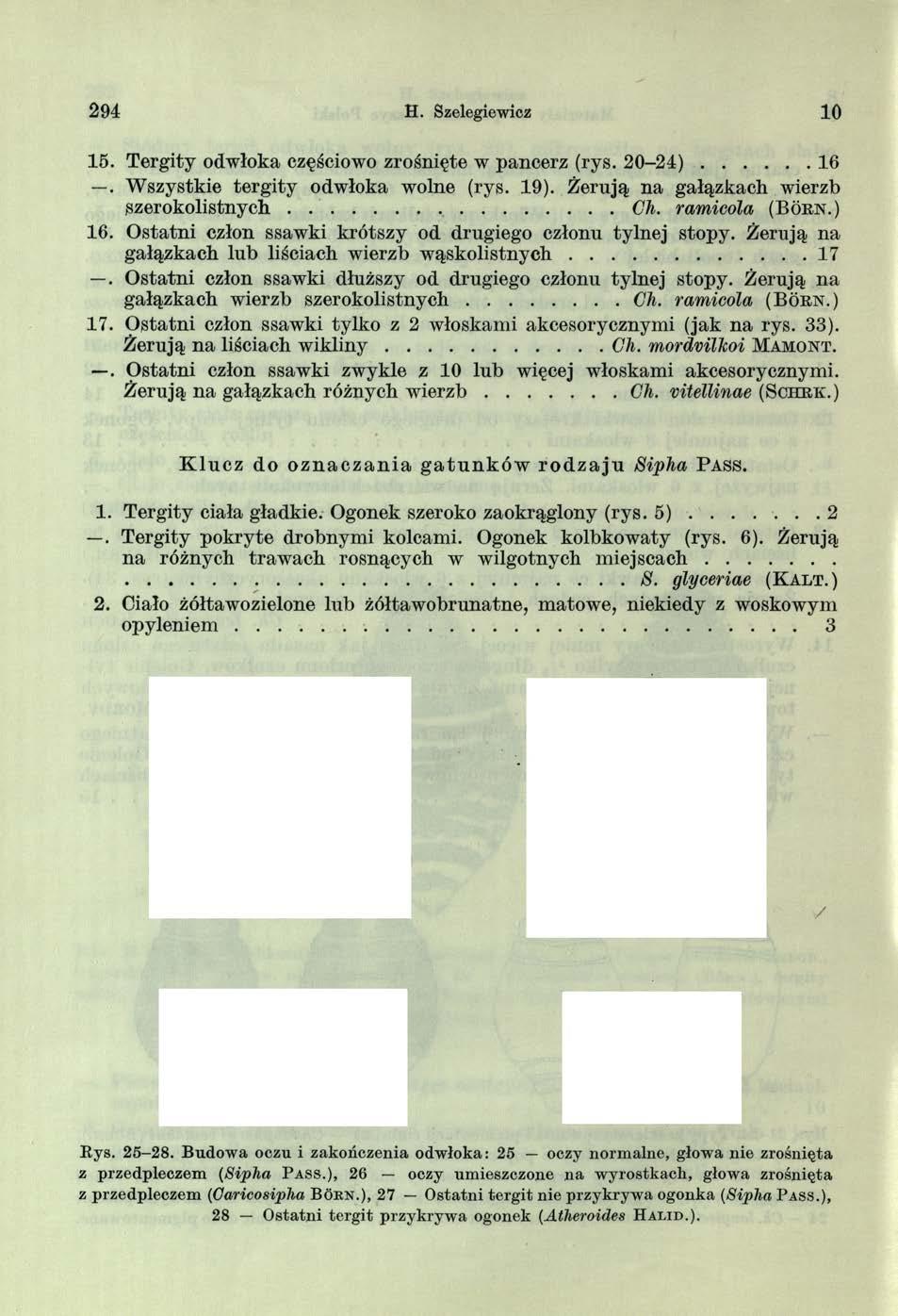 2 9 4 H. Szelegiewicz 10 15. Tergity odwłoka częściowo zrośnięte w pancerz (rys. 2 0-2 4 )... 16. Wszystkie tergity odwłoka wolne (rys. 19).