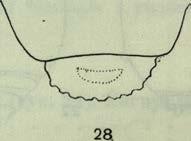 Ciało żółtawozielone lub żółtawobrunatne, matowe, niekiedy z woskowym o p y le n ie m... 3 25 26 / 27 28. Rys. 25-28.