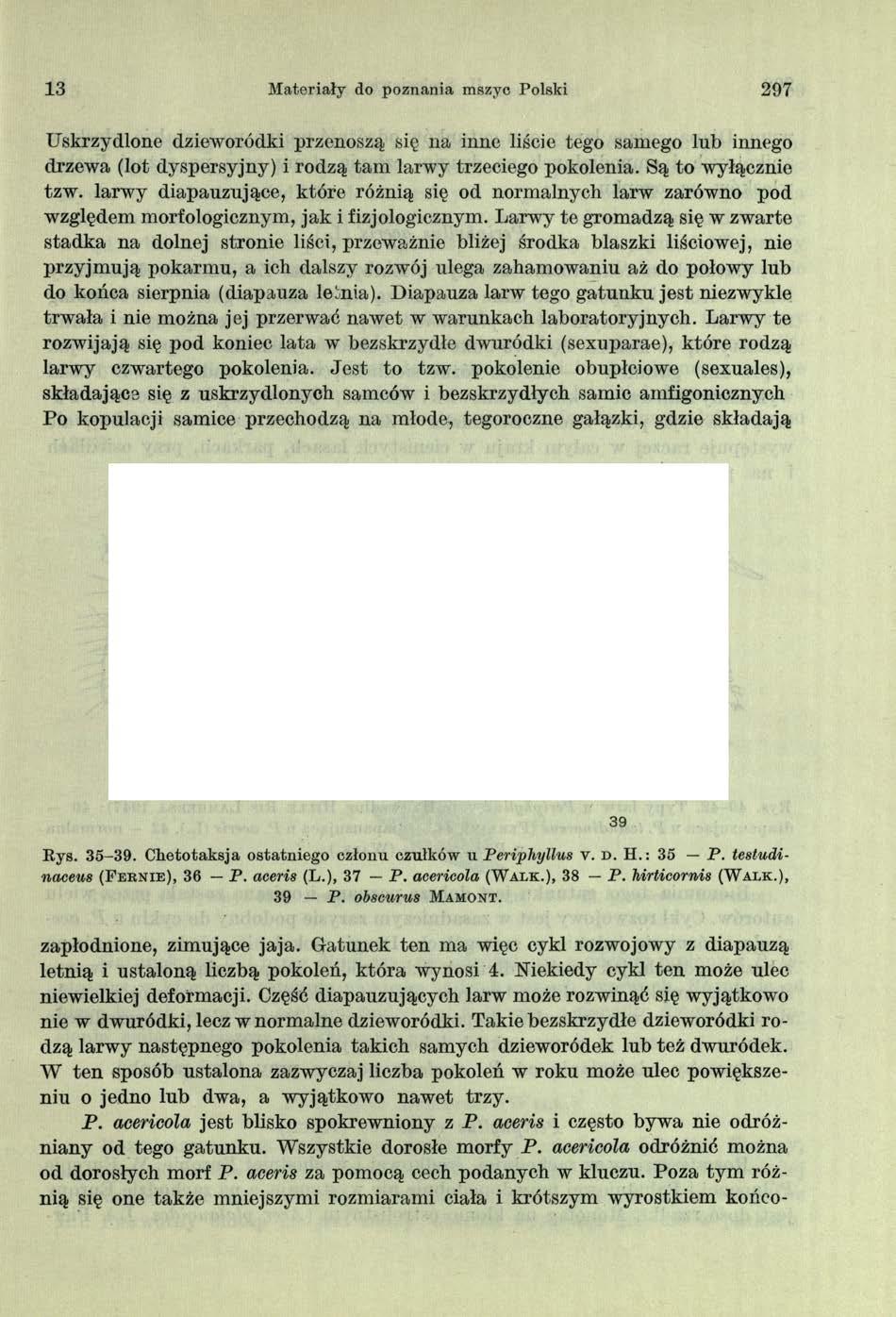 13 Materiały do poznania mszyc Polski 297 Uskrzydlone dzieworódki przenoszą się na inne liście tego samego lub innego drzewa (lot dyspersyjny) i rodzą tam larwy trzeciego pokolenia.