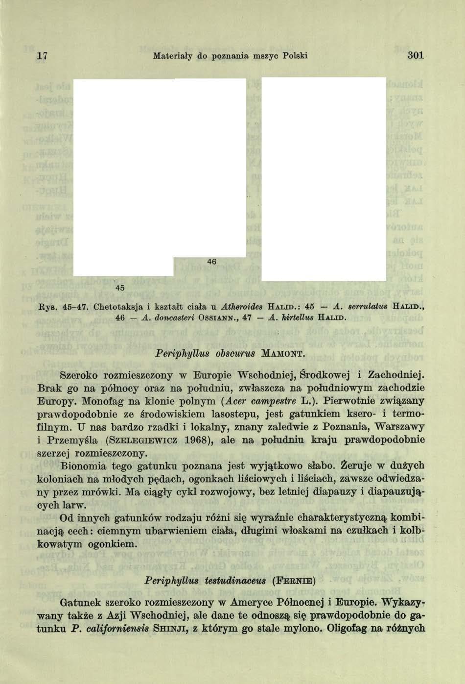 17 Materiały do poznania mszyc Polski 301 Rys. 45-47. Chetotaksja i kształt ciała u Atheroides H a l i d.: 45 A. serrwlatus H a l i d., 46 A. doncasteri O s s i a n n., 47 A. Mrtellus H a l i d.