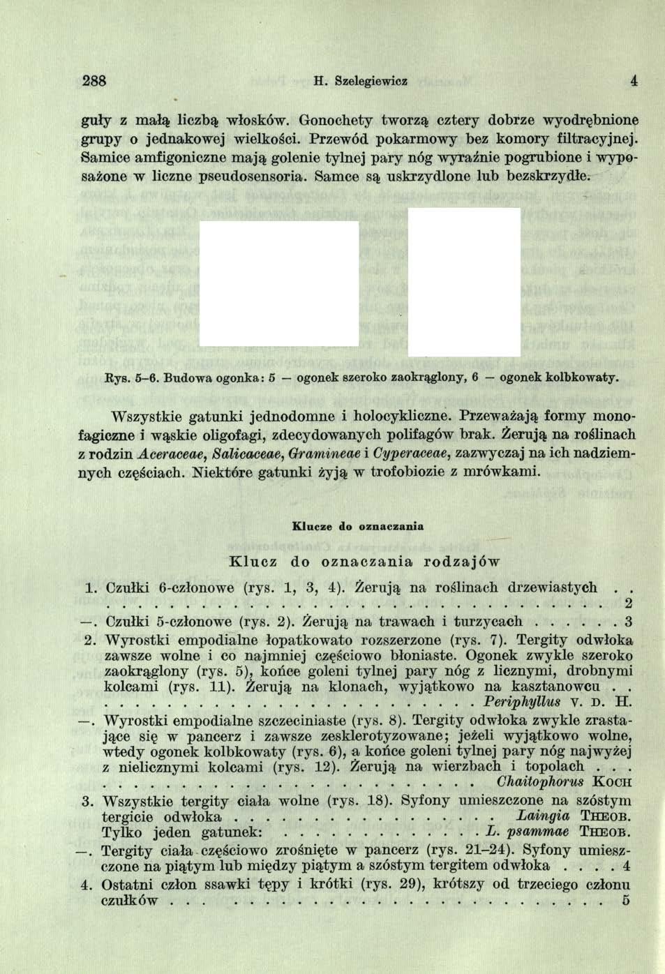 2 8 8 H. Szelegiewicz 4 guły z m ałą liczbą włosków. Gonochety tworzą cztery dobrze wyodrębnione grupy o jednakowej wielkości. Przewód pokarmowy bez komory filtracyjnej.