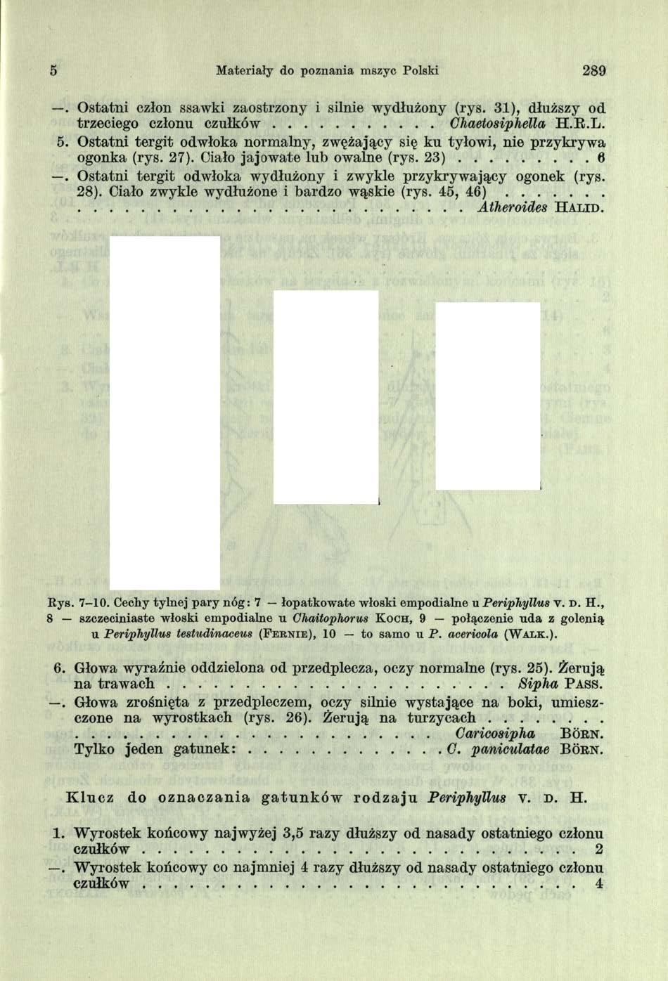 5 Materiały do poznania mszyc Polski 289. O statni człon ssawki zaostrzony i silnie wydłużony (rys. 31), dłuższy od trzeciego członu c z u łk ó w...ghaetosiphella H.