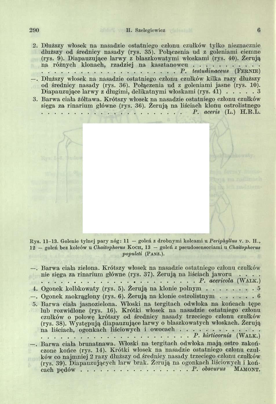 2 9 0 H. Szolegiewicz 6 2. Dłuższy włosek na nasadzie ostatniego członu czułków tylko nieznacznie dłuższy od średnicy nasady (rys. 35). Połączenia ud z goleniami ciemne (rys. 9).