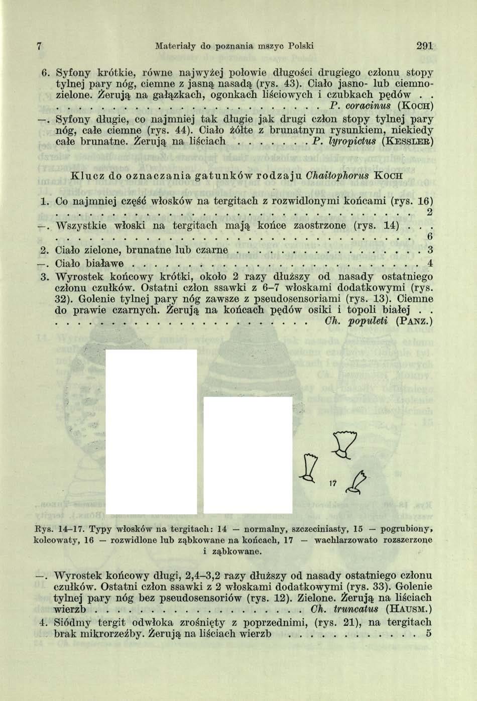 Materiały do poznania mszyo Polski 291 6. Syfony krótkie, równe najwyżej połowie długości drugiego członu stopy tylnej pary nóg, ciemne z jasną nasadą (rys. 43). Ciało jasno- lub ciemnozielone.