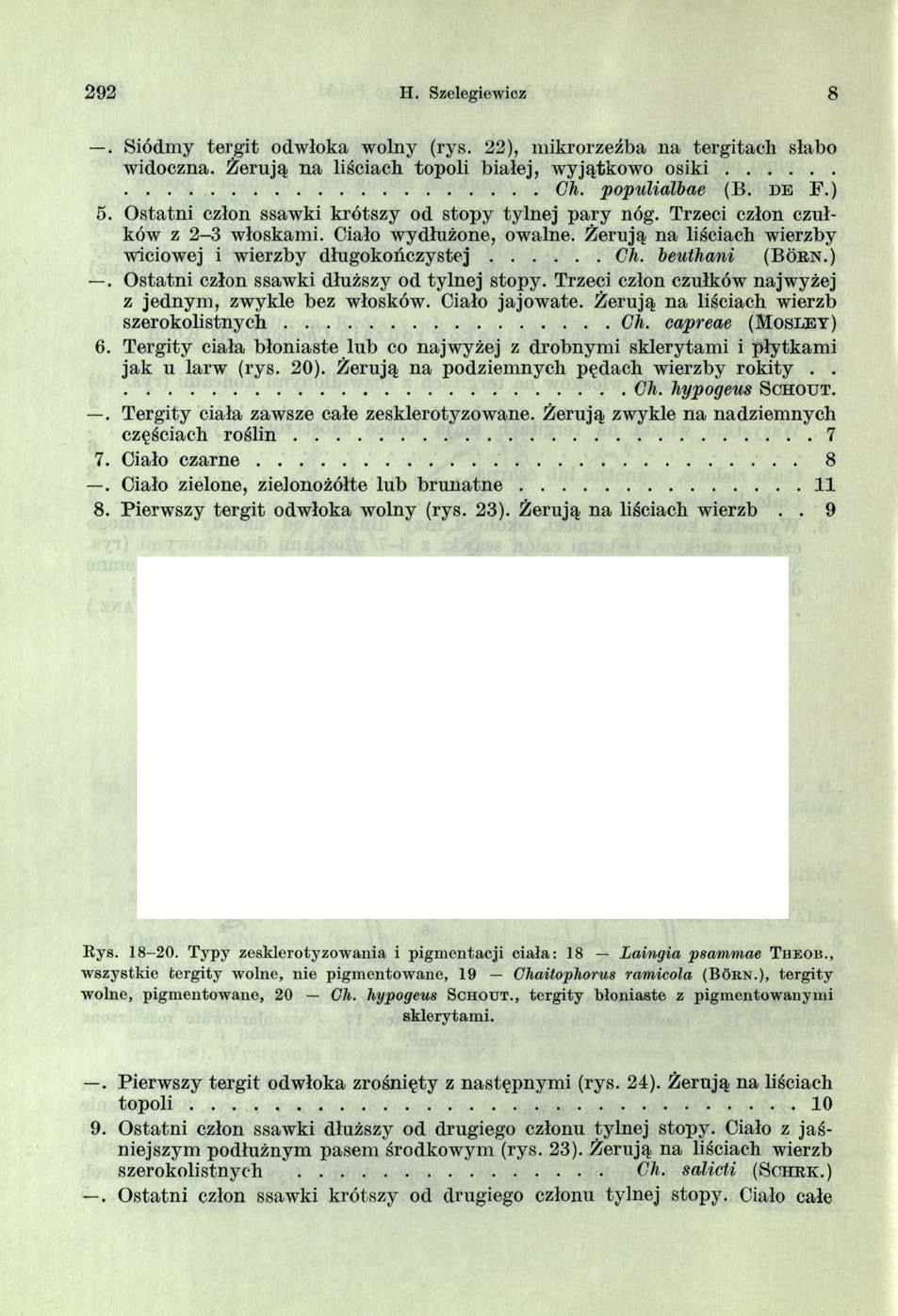 292 H. Szelegiewicz 8. Siódmy tergit odwłoka wolny (rys. 22), mikrorzeźba na tergitach słabo widoczna. Żerują na liściach topoli białej, wyjątkow o o s i k i...... Ch. populialbae (B. d e F.) 5.