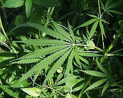 Kanabinoidy Endokanabinoidy i receptory CB-1 i CB-2 CB-1 (centralny i obwodowy układ nerwowy ) CB-2 (komórki immunokompetentne) Cannabis sativa Przydatność kliniczna (Sativex, Nabilone,
