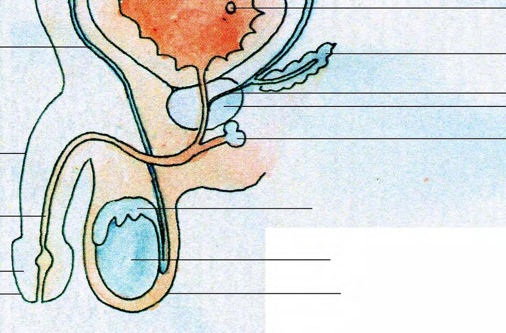 Pęcherzyk nasienny Przewód wytryskowy prostata Prącie/penis