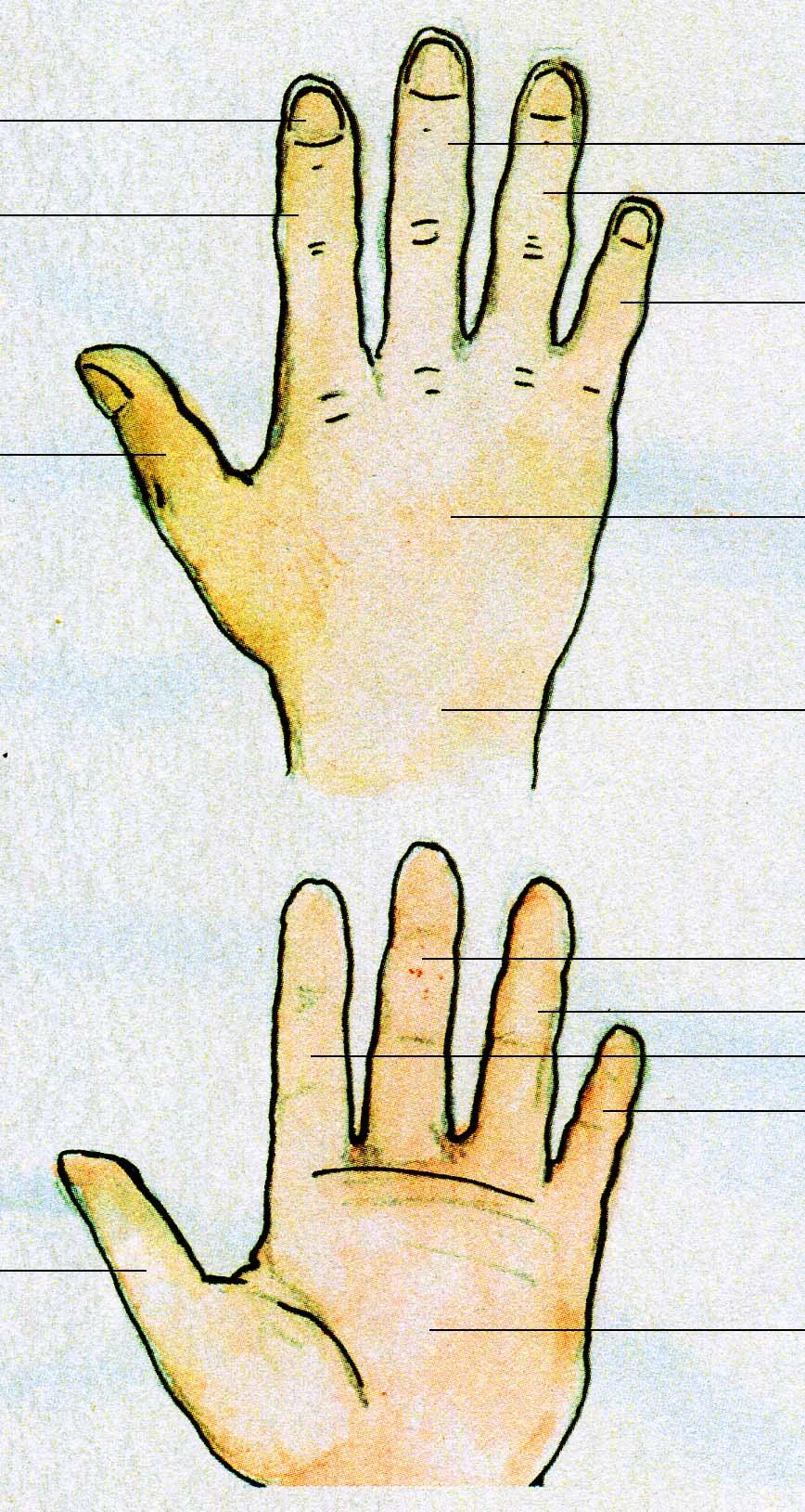 paznokieć Wskaziciel/palec wskazujący Środkowy palec Serdeczny palec Mały palec kciuk