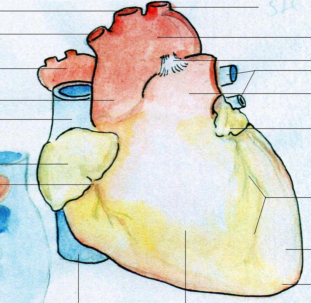 serce (anterior) Tętnica szyjna wspólna Pień ramiennogłowowy Żyły płucne prawe Aorta wstępująca Żyła główna górna Tętnica podobojczykowa lewa Łuk aorty lig.