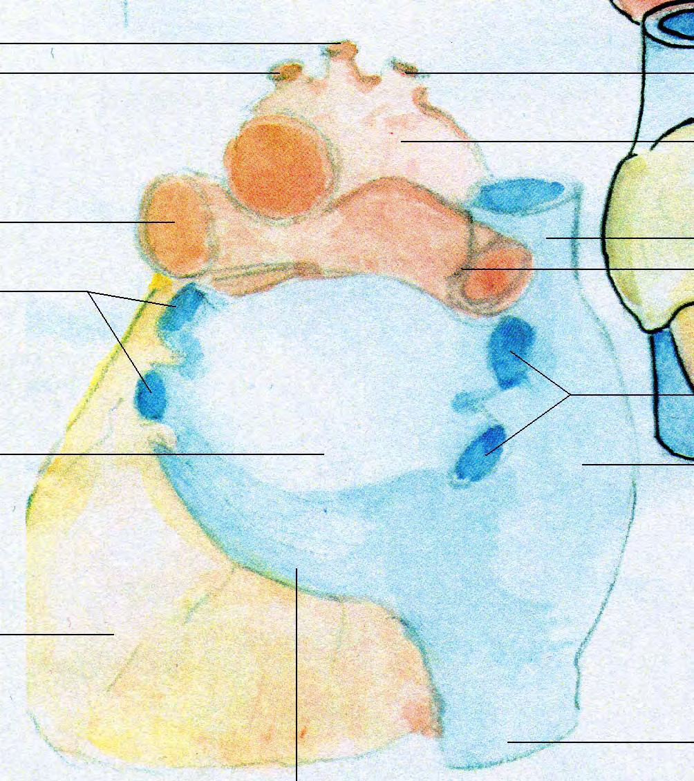 serce (posterior) Tętnica szyjna wspólna lewa Tętnica podobojczykowa lewa Pień ramiennogłowowy Łuk aorty Tętnice płucne prawe Żyły płucne
