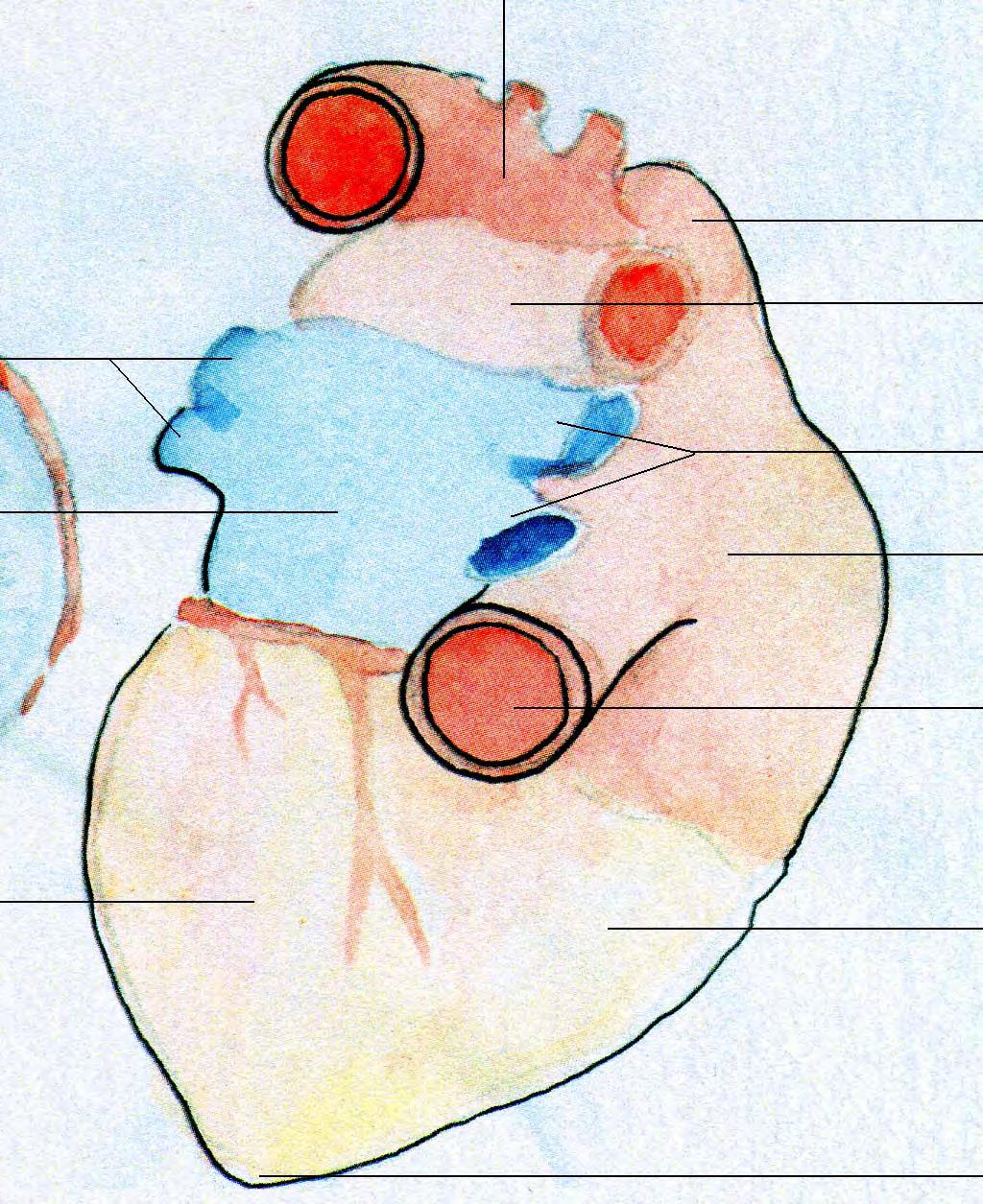 Serce (caudal) Łuk aorty Żyły płucne lewe Żyła główna górna Tętnice płucne prawe right pulmonary
