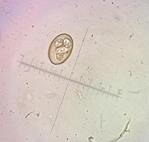 Inwazje pierwotniaków u królików domowych 2 kale królika. Powiększenie 2000x. Fot. 2. Dojrzała (wysporulowana) oocysta Eimeria sp. znaleziona w kale królika.