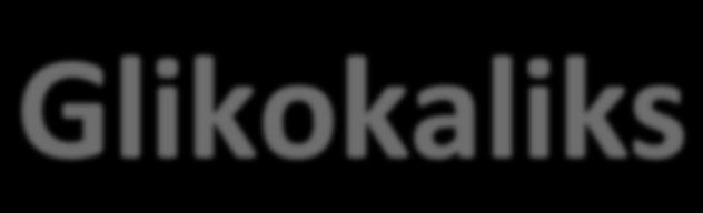 Glikokaliks Bierze udział procesie adhezji komórek Zawiera liczne receptory zaangażowane w komunikację międzykomórkową, krzepnięcie i fibrynolizę Reguluje funkcje śródbłonka naczyniowego związane z