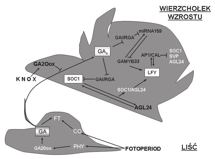 134 Emilia Wilmowicz i współaut. Ryc. 4. Natura mobilnego sygnału kwitnienia w indukcji fotoperiodycznej (wg Mutasa-Göttgensa i Heddena 2009, zmodyfikowana, szczegółowy opis w tekście).