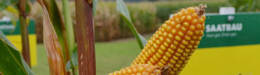 guzowatą kukurydzy Wysoki plon suchej masy Dobra tolerancja na wiosenne chłody Szczególna przydatność na lżejsze i