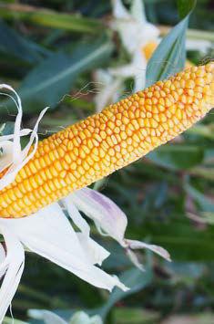 STRONA 22 Odmiany kukurydzy na ziarno i kiszonkę / sezon 2019 ODILO Stabilny, wysoki plon! CYRANO Budzi respekt w polu!