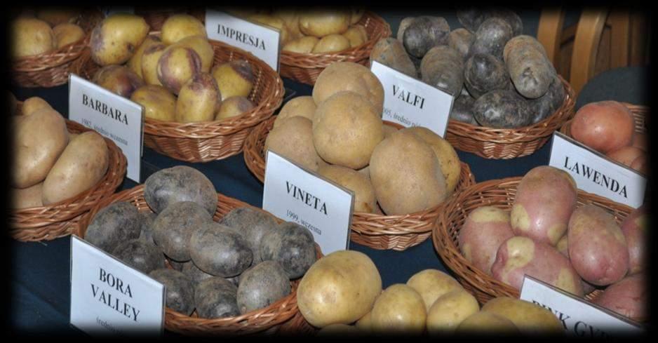 Hodowla Ziemniaka Zamarte Sp. z o.o. Grupa IHAR Pomorsko-Mazurskiej Hodowli Ziemniaka Sp. z o. o. z siedzibą w Strzekęcinie Agriana Sp.