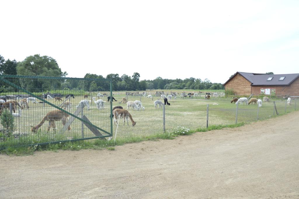 https://www. Ogrodzenie powinno być nie niższe niż 120 cm i wykonane z mocnego materiału. Ma chronić przed ucieczką i przed drapieżnikami. 4.