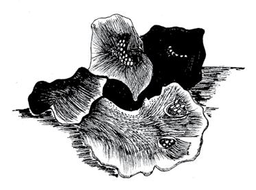 Przegląd Przyrodniczy XXIX, 3 (2018): 28-36 Barbara Fojcik Mszaki Miejskiego Ogrodu Botanicznego w Zabrzu (województwo śląskie) Bryophytes of Municipal Botanical Garden in Zabrze (Śląskie Province)