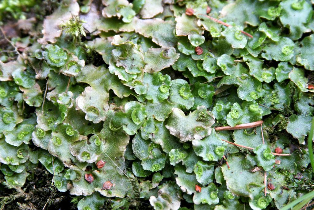 Fojcik B. Mszaki Miejskiego Ogrodu Botanicznego w Zabrzu (województwo śląskie) Tab. 1.