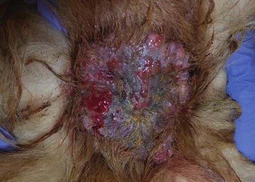 komórek okrągłych skórna mastocytoma (dzięki uprzejmości