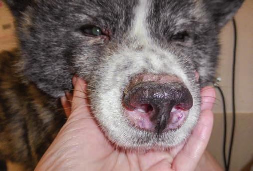 DIAGNOSTYKA DERMATOLOGICZNA PSÓW Rozpoznanie na podstawie wzorców zmian skórnych WZORZEC ZABURZEŃ PIGMENTACJI Podczas gdy zaburzenia pigmentacji mogą wydawać się jedynie mało znaczącymi zmianami